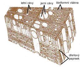 Mikroskopická štruktúra kosti
