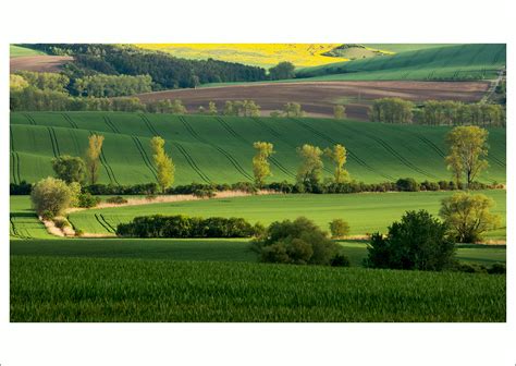 Moravská krajina s vinicami