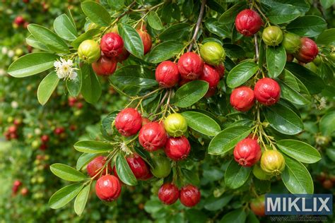 Zrelé ovocie na strome