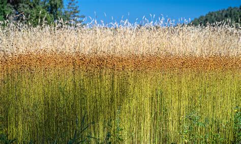 Flax and barley field