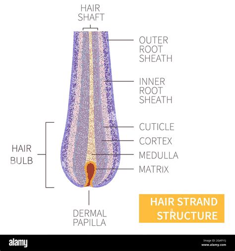 Diagram showing the structure of a hair strand