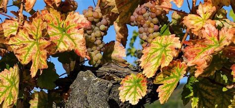 Diagram zobrazujúci vplyv terroir na rast hrozna