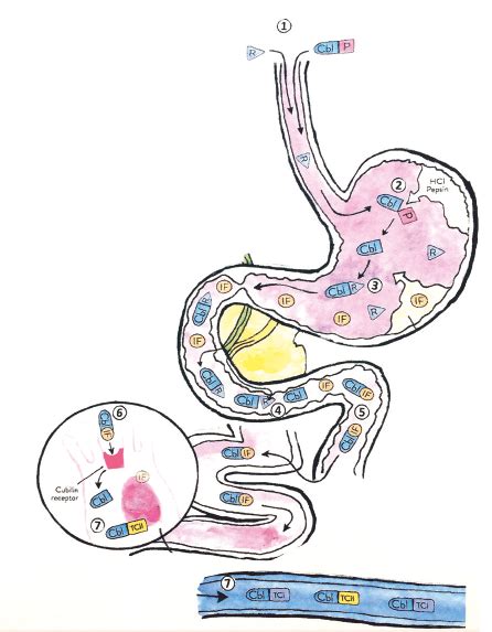 Schéma vstrebávania alkoholu v tráviacom systéme