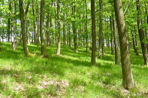 Francúzsky dubový les