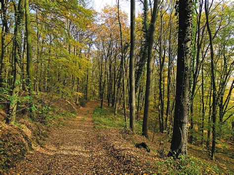 Dubové lesy vo Francúzsku