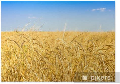 Zlaté pole jačmeňa pod modrou oblohou