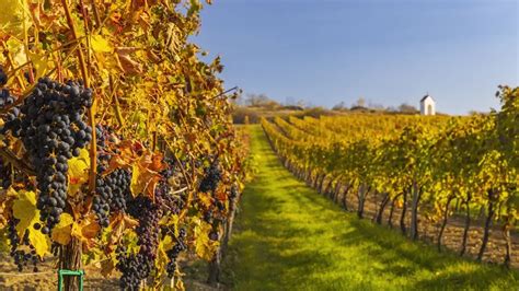 Fľaše vína a vinohrad