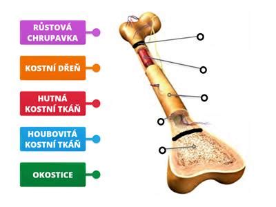 Kosti a ich štruktúra