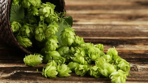 Chmeľové hlávky a granule