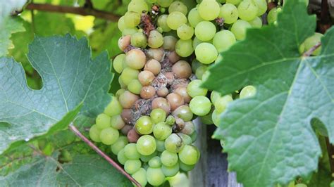 Ilustrácia cibéb na hrozne