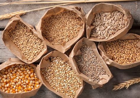 Zrná žita pri procese sladovania