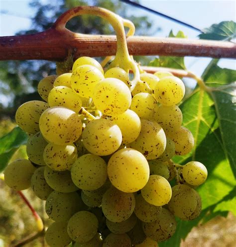 Vinohrad pri západe slnka