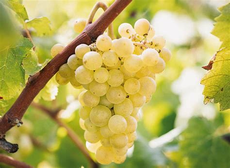 Rôzne druhy hrozna používané na výrobu vína