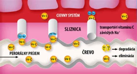 Ilustrácia imunitného systému útočiaceho na bunky kôry nadobličiek