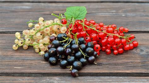 Arónia a čierne ríbezle na vinici