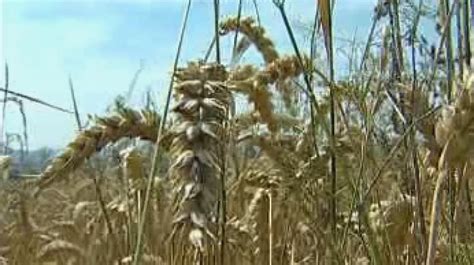 Zrelé obilné klasy