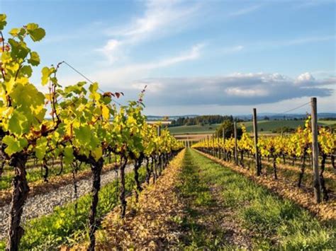 Vinohrad s hroznovými strapcami