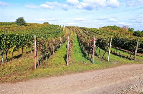 Vinice v Dolních Dunajovicích s Pálavou v pozadí