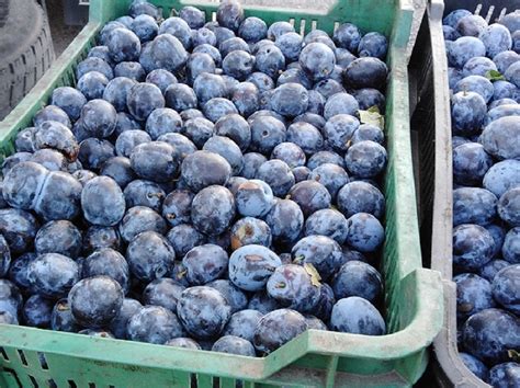 Rozdrvené ovocie pripravené na kvas