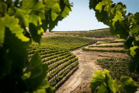 Súbor tradičných rumunských hroznových odrôd