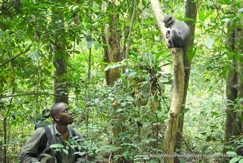 Mapa zobrazujúca národný park Taï v Pobreží Slonoviny