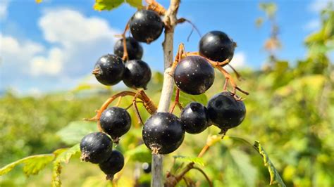 Sady čiernych ríbezlí na Slovensku