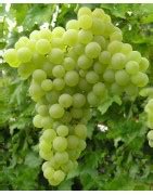 Ilustrácia znázorňujúca rôzne odrody hrozna