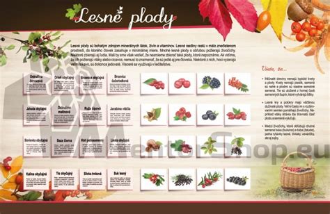 Nórske lesné plody