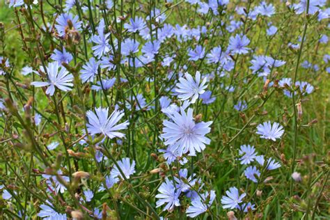 Ilustrácia rastliny čakanky