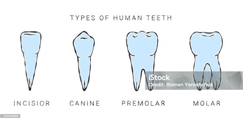 infografika zobrazujúca rôzne typy ústnych vôd a ich zloženie