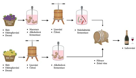 Proces výroby vína - fermentácia