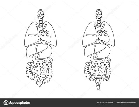 Anatomická kresba pečene s vyznačenými lalokmi a žlčníkom
