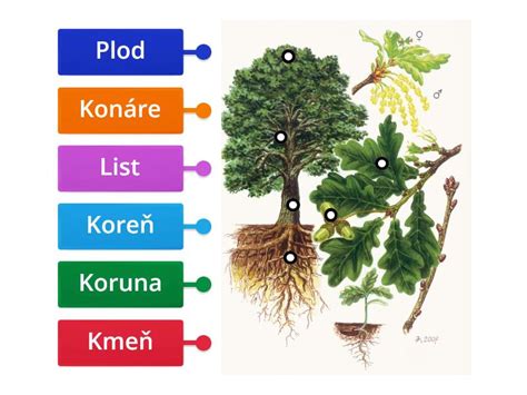 Diagram znázorňujúci štruktúru slivkového stromu