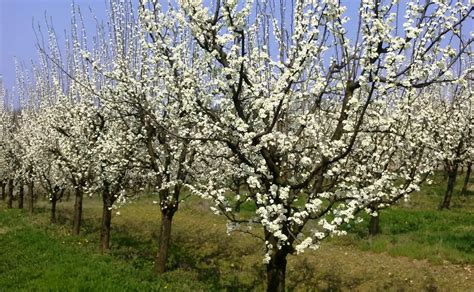 ovocné sady na Slovensku