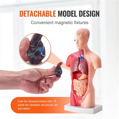 model ľudského pečene