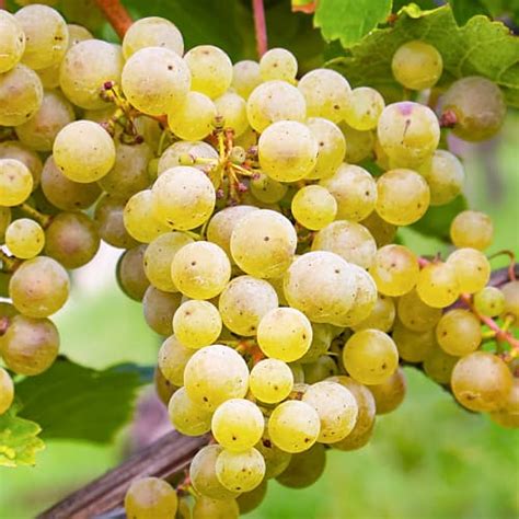 Vinná réva Sauvignon Blanc