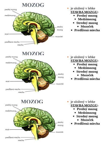 Schematické znázornenie mozgu s vyznačeným mozečkom