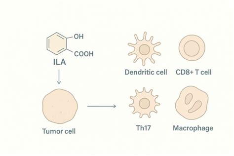 Schéma účinkov Guajacuranu