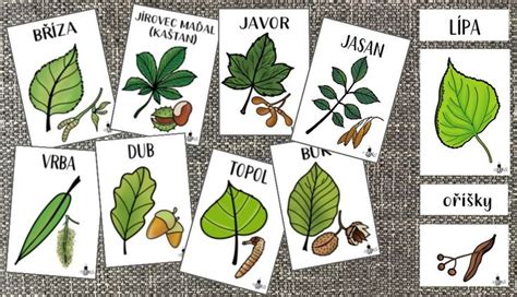 Ilustrácia rôznych foriem tvarovania slivkového stromu