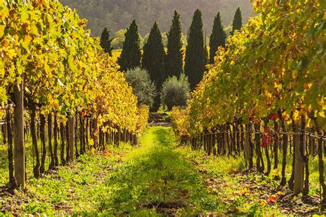 Vinice v regióne Cognac