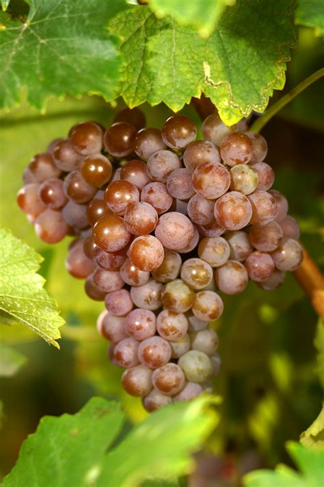 Hrozno odrody Tramín červený