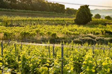 Vinohrady Rizlingu rýnskeho