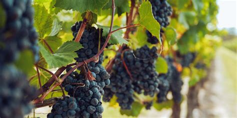 Zrelé strapce hrozna na vinici