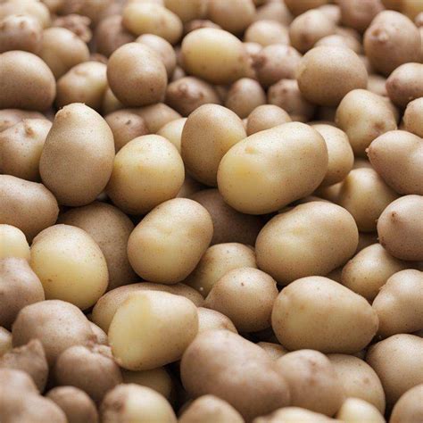 Zemiaky ako surovina na výrobu alkoholu