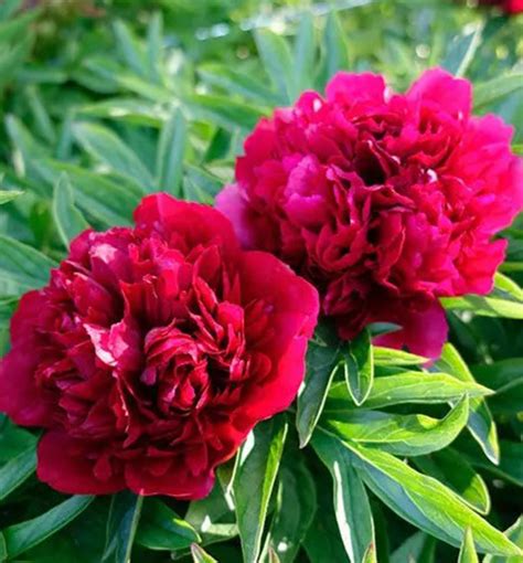 Bylinná pivónia s plnými kvetmi