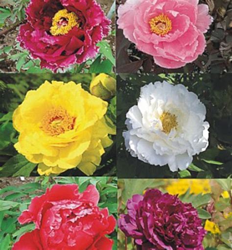 Drevitá pivónia s veľkými kvetmi