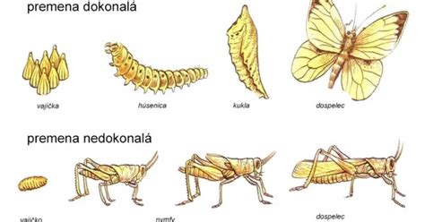 Vývojové štádiá kliešťa