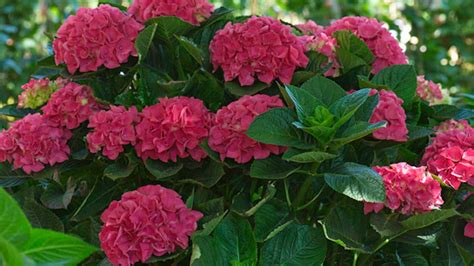 ríbezľové kríky s plodmi