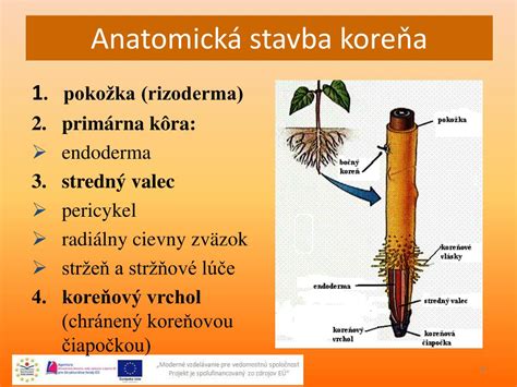 Obrázok koreňa horca