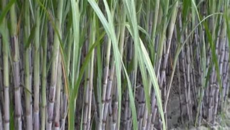 Ilustrácia rôznych surovín na výrobu alkoholu (obilniny, ovocie, cukrová trstina)